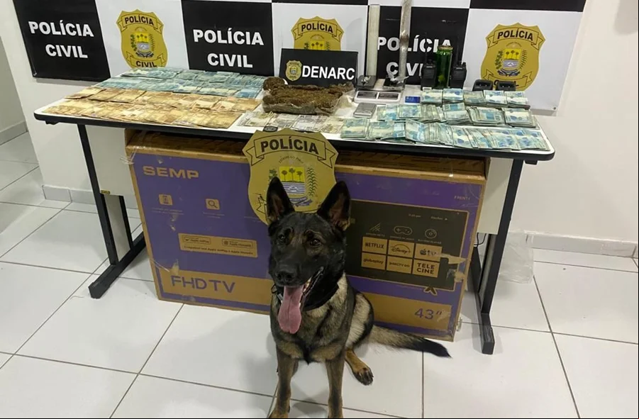 Cadela do Núcleo de Operações com Cães da Polícia Civil que ajudou na localização das drogas e do dinheiro