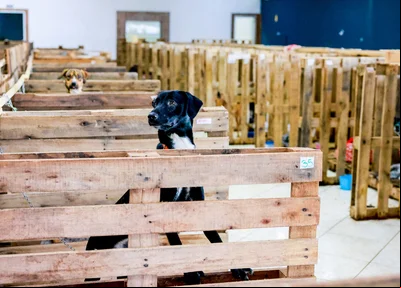 Animais resgatados após enchentes no Rio Grande do Sul