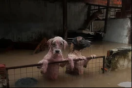 Seis cães morrem afogados durante enchente em abrigo