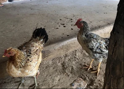 Galinhas