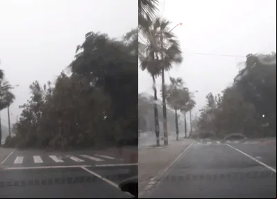 Árvore interditou a Avenida Marechal Castelo Branco