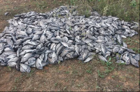 Peixes mortos