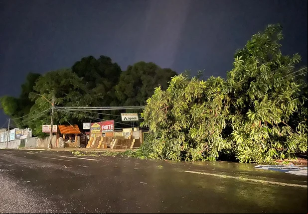 Árvore cai durante ventania e derruba muro em Teresina